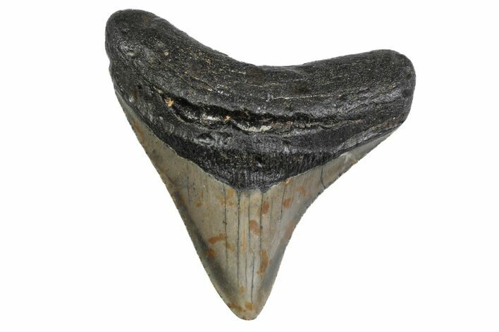 Fossil Megalodon Tooth - North Carolina #379144